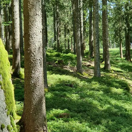 Waldfee * Schluchsee