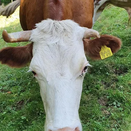 Waldfee *